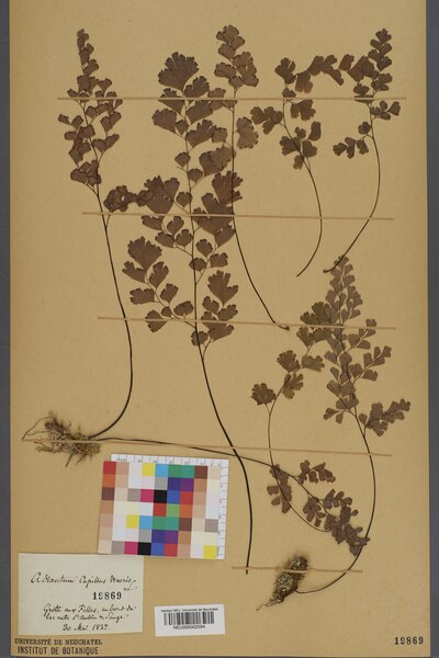 File:Neuchâtel Herbarium - Adiantum capillus-veneris - NEU000002594.tiff