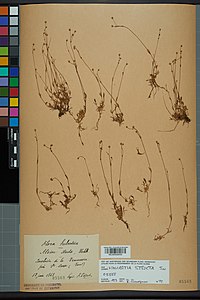 Neuchâtel Herbarium - Minuartia stricta - NEU000028455.jpg