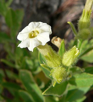 <i>Nicotiana obtusifolia</i> Species of flowering plant
