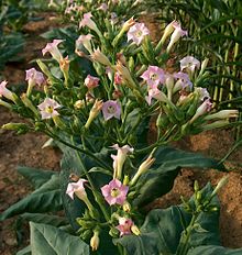 Nicotiana tabacum Nicotiana tabacum Bluten.jpg