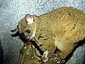 Northern Greater Galago.jpg