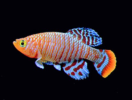 Nothobranchius rachovii is a species of an East African killifish in the order Cyprinodontiformes I used to breed. The picture shows an adult, male specimen photographed in one of my aquaria.