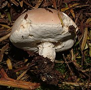 Notholepiota areolata