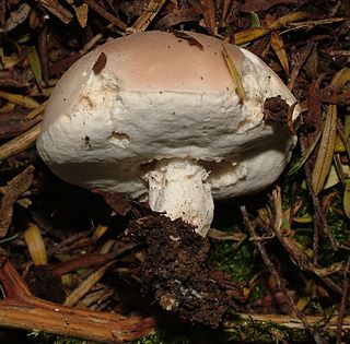 <i>Boletus semigastroideus</i> Species of fungus