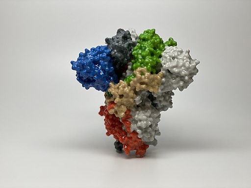 Novel Coronavirus SARS-CoV-2 Spike Protein (49583626473)