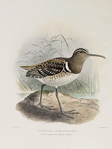 South American painted-snipe Nycticryphes.jpg