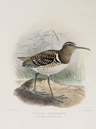 <span class="mw-page-title-main">South American painted-snipe</span> Species of bird