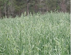 Ladang oat di Hemingway, South Caroline