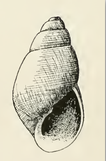<i>Odostomia phanella</i> Species of gastropod