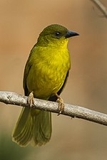 Thumbnail for Olive-green tanager