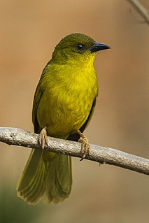 <span class="mw-page-title-main">Olive-green tanager</span> Species of bird