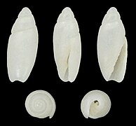 Olivella alba, shell