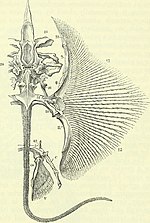 Thumbnail for File:On the anatomy of vertebrates (electronic resource) (1866) (14755184482).jpg