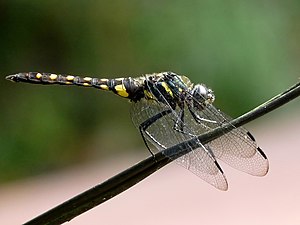 Stellate River Hawk Onychothemis testacea male