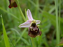 Ophrys holosericea flower.JPG