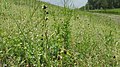 Ophrys sphegodes Germany - Iffezheim