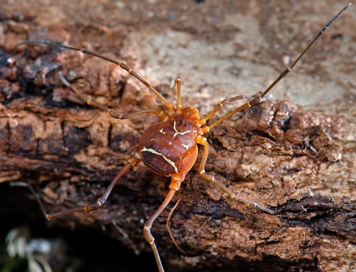 Opiliones - Wikipedia