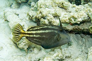 Orangespotted filefish Cantherhines pullus (3475245666).jpg