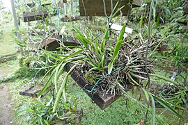 Orchideeën in de Bom Sucesso Botanische Tuin in São Tomé (14) .jpg