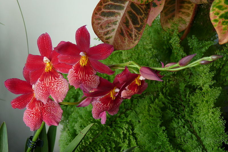 File:Orchid - Burrageara Nelly Isler - Kroton 002.JPG