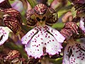 Orchis purpurea Turkey