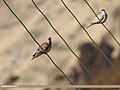 Oriental Turtle Dove (Streptopelia orientalis) (35394795350).jpg