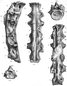 מאובן של חוליות הגב של המין Ornithodesmus cluniculus