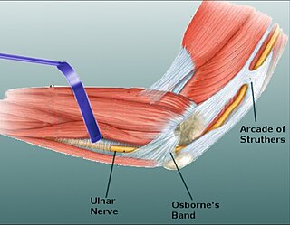 Osbornes ligament Connective tissue in the body