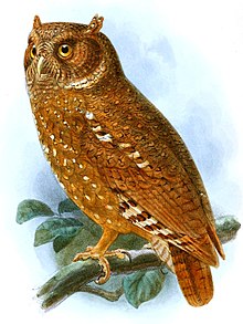 Otus icterorhynchus.jpg