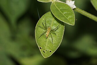 Oxyopes Sp