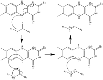 Radical Mechanism of Polyamine Oxidation