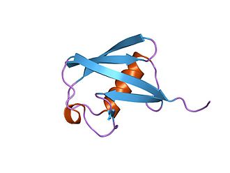 Human ubiquitin, wild-type (PDB: 1UBQ ). The N-terminal beta strand is the second from top, pointing right; the C-terminal strand is the one in front, pointing right and downwards. The exchangeable amino acids are located at the top left. PDB 1ubq EBI.jpg