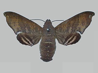 <i>Pachygonidia mielkei</i> Species of moth