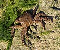 * Nomination Marbled rock crab (Pachygrapsus marmoratus) (1) -- George Chernilevsky 21:41, 28 October 2020 (UTC) * Promotion  Support Good quality. --Ermell 22:21, 28 October 2020 (UTC)