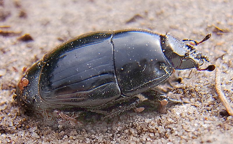 File:Pachylister inaequalis side.jpg