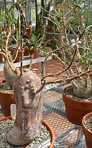 Pachypodium succulentum 1.jpg