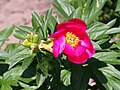 Paeonia 'Scarlet Tanager', Piwonia 'Scarlet Tanager', 2015