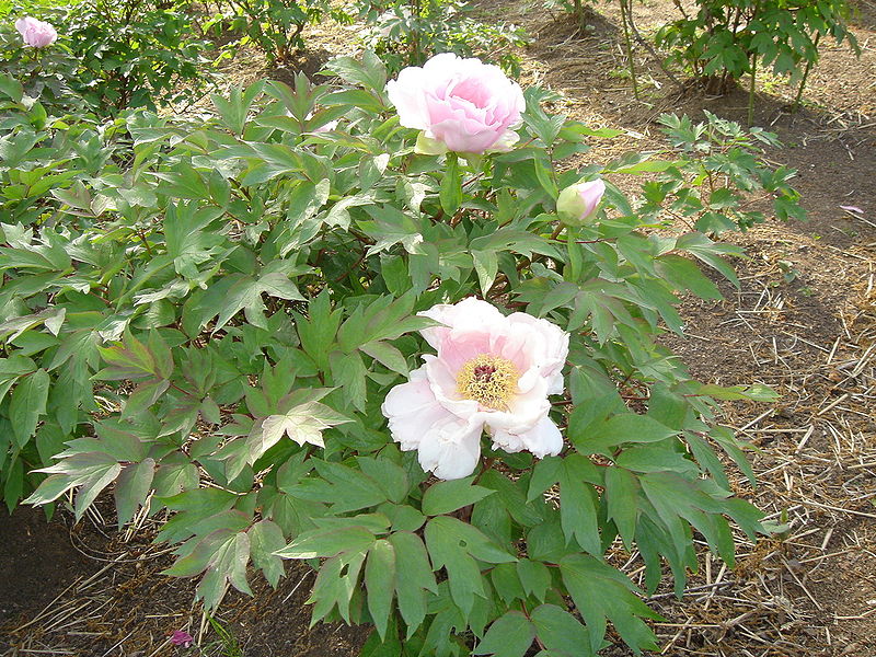 File:Paeonia suffruticosa9.jpg