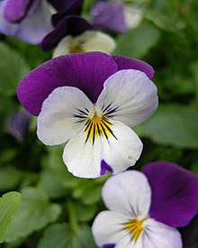 Viola tricolor - Wikipedia, la enciclopedia libre