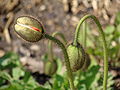 55)Bouton de papaver alpinum ssp. alpinum "wonderland". 27 Avril 2010