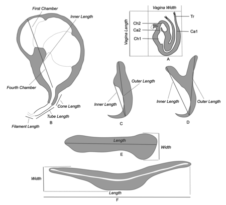 Parasite140133-fig1 Pseudorhabdosynochus regius (Diplectanidae) Measurements.png