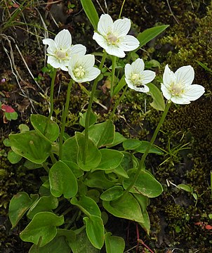 Красноцвет. Белозор болотный. Parnassia palustris. Белозор болотный фото. Белозор болотный Сахалин.