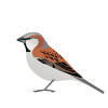 PasserMotitensis.svg