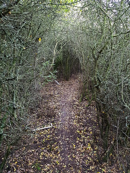 File:Path approaching Broadfield Farm 2020-10-18.jpg