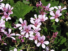 Pelargonium benambra.jpg