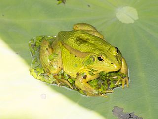 Seoul frog Species of amphibian