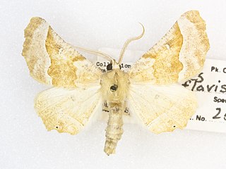 <i>Pero flavisaria</i> Species of moth