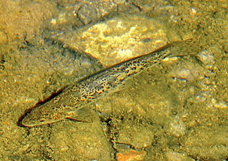 <span class="mw-page-title-main">Danube barbel</span> Species of fish