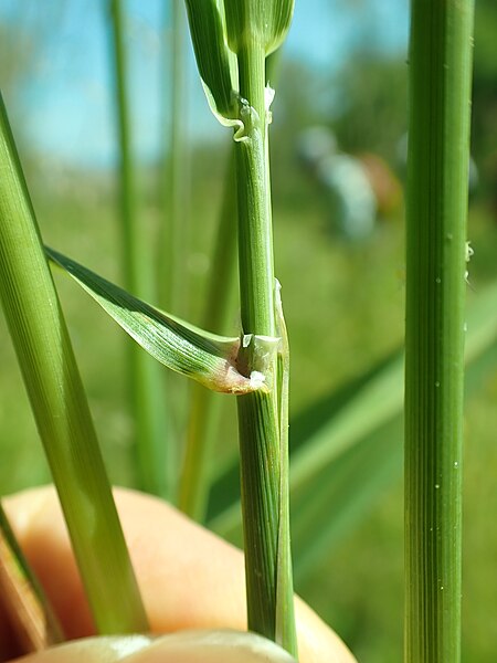 File:Phalaris arundinacea - reed canary grass - 53064850123.jpg