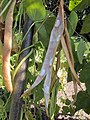 Phaseolus coccineus ripe seedpod, Pronkboon rijp.jpg